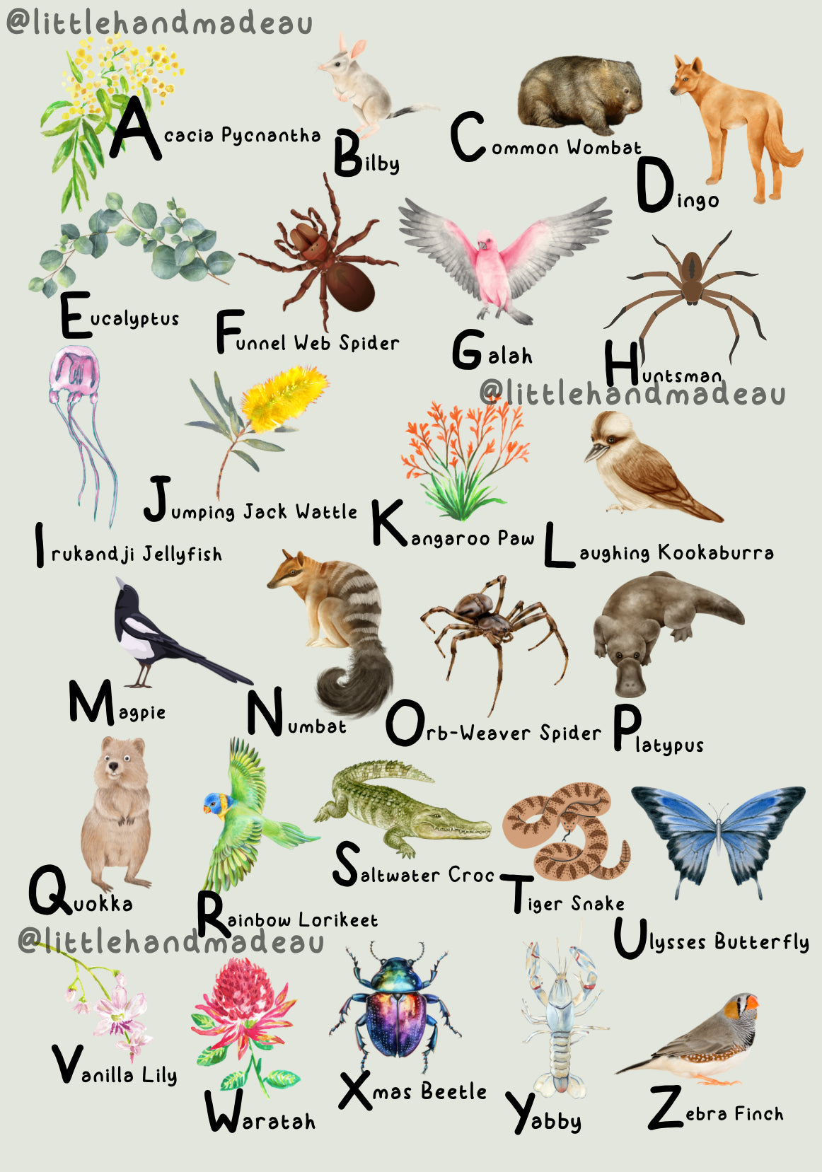A-Z Australian Flora and Fauna A2 Digital Download