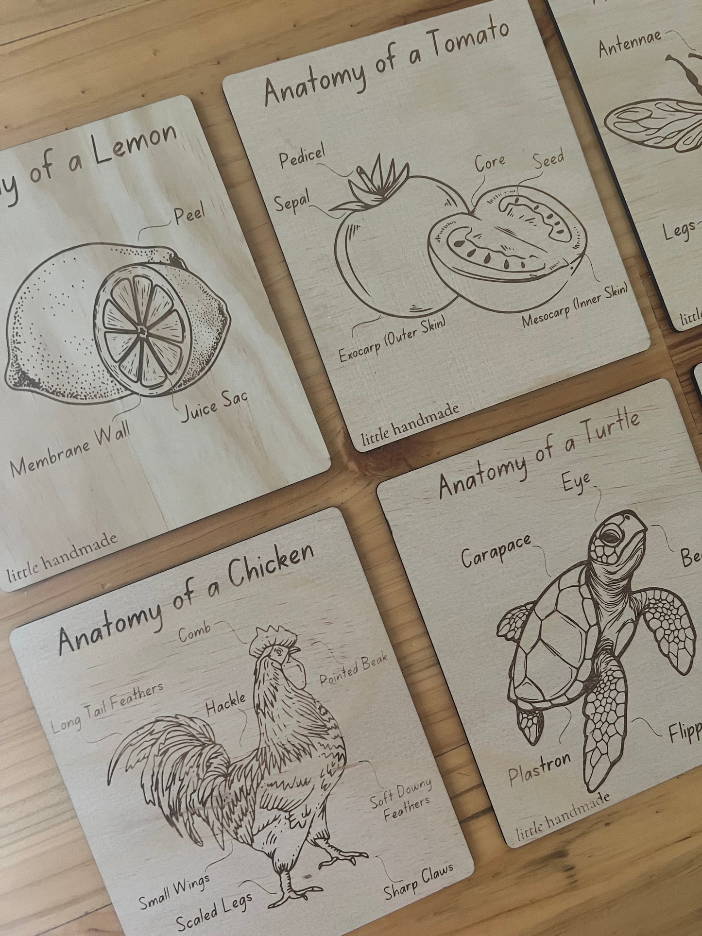 Anatomy Discs - Lemon, Bee, Turtle, Chicken, Humpback, Tomato