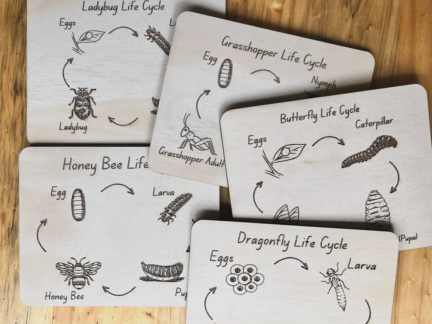 x9 Bug/Plant Life Cycle Boards