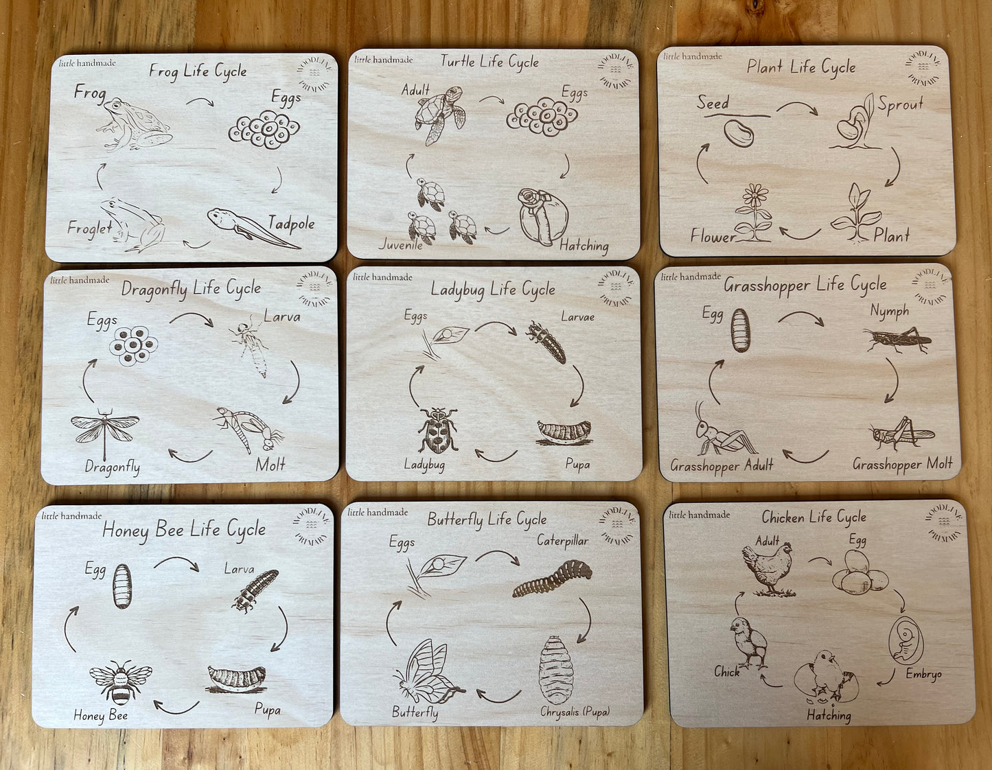 x9 Bug/Plant Life Cycle Boards