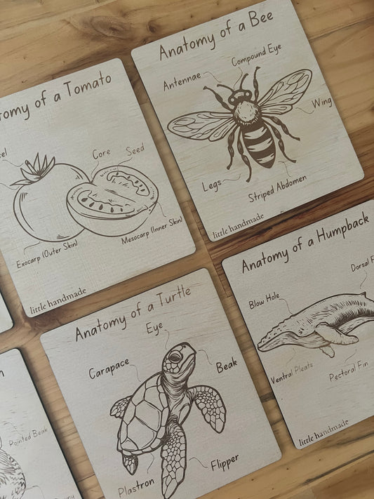 Anatomy Discs - Lemon, Bee, Turtle, Chicken, Humpback, Tomato