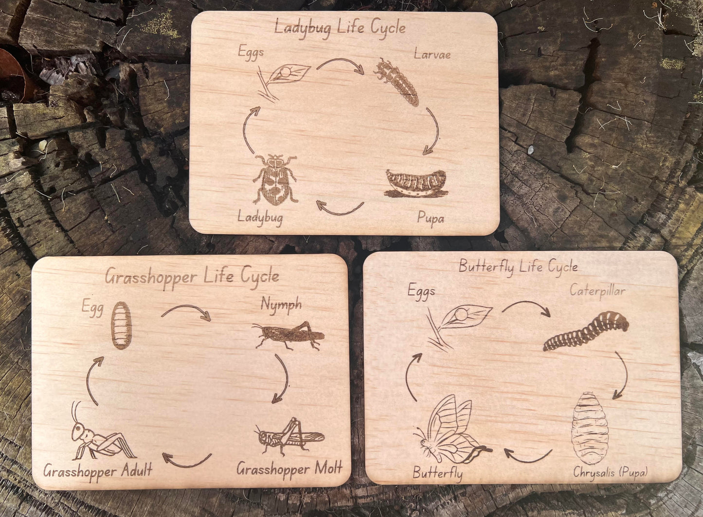 x9 Bug/Plant Life Cycle Boards